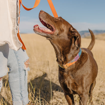 Flannel Dog Collars