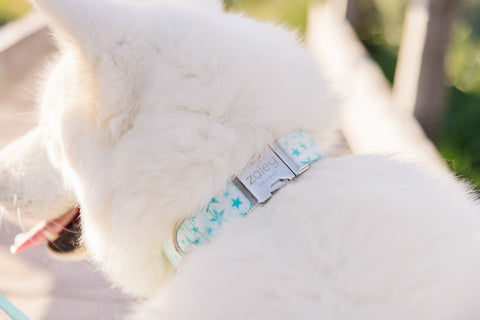 Mint Blue Stars Dog Collar