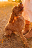 Fall Plaid Personalized Endurance Collars