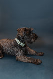 Mint Glitter Dog Collar