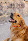 Vintage Jack-O'-Lantern Dog Collar