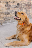 Vintage Jack-O'-Lantern Dog Collar