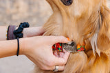 Vintage Jack-O'-Lantern Dog Collar