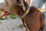Poolside Stripe Endurance Collar