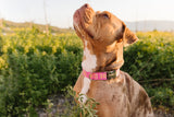 Pink Best Dog Ever Dog Collar