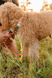 Poolside Stripe Endurance Collar