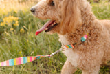 Poolside Stripe Endurance Collar