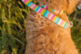 Poolside Stripe Endurance Collar