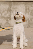 Poolside Stripe Endurance Collar