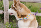 Pacific Stripe Dog Collar