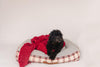 Red & Green Buffalo Plaid Flannel Dog Collar