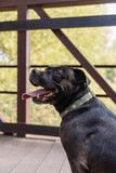 Olive Jack O Lantern Dog Collar