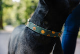 Olive Jack O Lantern Dog Collar