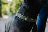 Olive Jack O Lantern Dog Collar