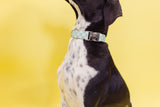 Mint Checker Dog Collar