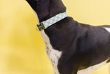 Mint Checker Dog Collar