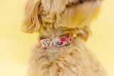 Gracie Floral Dog Collar