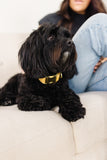 Gold Glitter Dog Collar