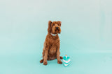 Birthday Candle Dog Collar