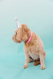 Pink Birthday Candle Dog Collar
