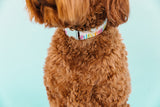 Birthday Candle Dog Collar