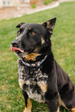 Baseball Hearts Dog Collar