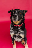 CANADA DAY Dog Collar