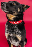 CANADA DAY Dog Collar