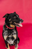 CANADA DAY Dog Collar