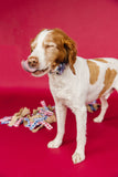 Paw Print Fireworks Dog Collar