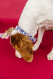 Paw Print Fireworks Dog Collar