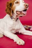 Paw Print Fireworks Dog Collar