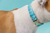 Blue Birthday Candle Dog Collar