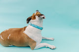 Blue Birthday Candle Dog Collar