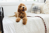The Jolly Stripe Endurance Leash