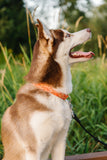 Orange Watercolor Pumpkins Dog Collar