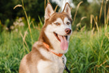 Orange Watercolor Pumpkins Dog Collar