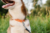 Orange Watercolor Pumpkins Dog Collar