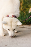 Halloween Pumpkin Trucks Endurance Collar
