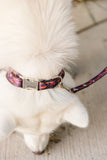 Halloween Pumpkin Trucks Endurance Collar
