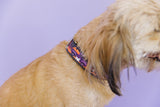 Halloween Pumpkin Truck Dog Collar