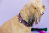 Halloween Pumpkin Truck Dog Collar