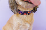 Halloween Pumpkin Truck Dog Collar