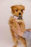 Lavender Fields Dog Collar