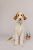 Nerdy Carrots Dog Collar