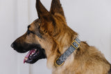 Steel Aztec Dog Collar
