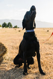 Navy Aztec Dog Collar