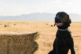 Navy Aztec Dog Collar