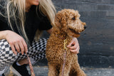 Paw Print Leopard Endurance Collar