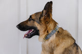 Steel Aztec Dog Collar